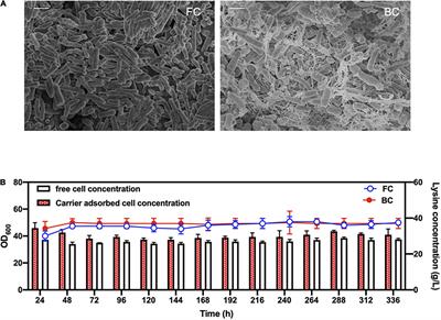 Physiological changes and growth behavior of Corynebacterium glutamicum cells in biofilm